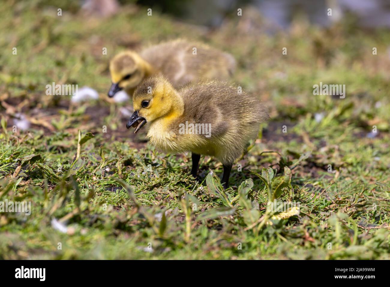 Imbragature alla ricerca di cibo Foto Stock