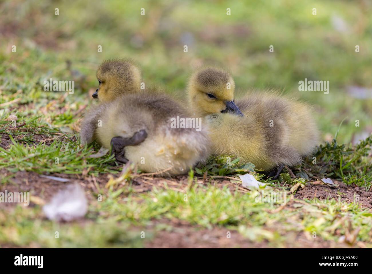 Imbragature alla ricerca di cibo Foto Stock