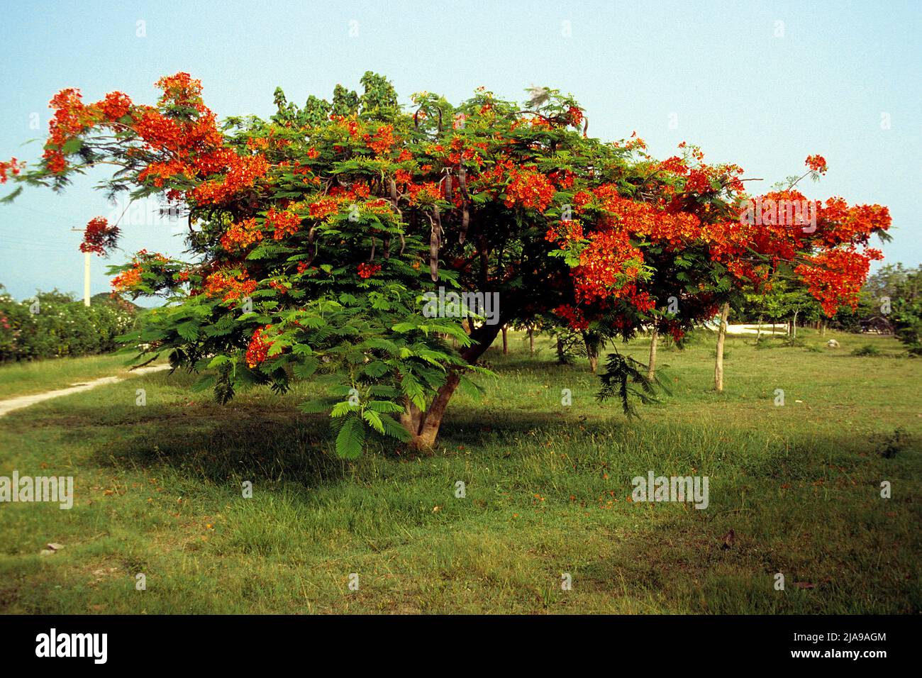 Flame tree (Delonix regia) a Pinar del Rio, Cuba, Caraibi Foto Stock