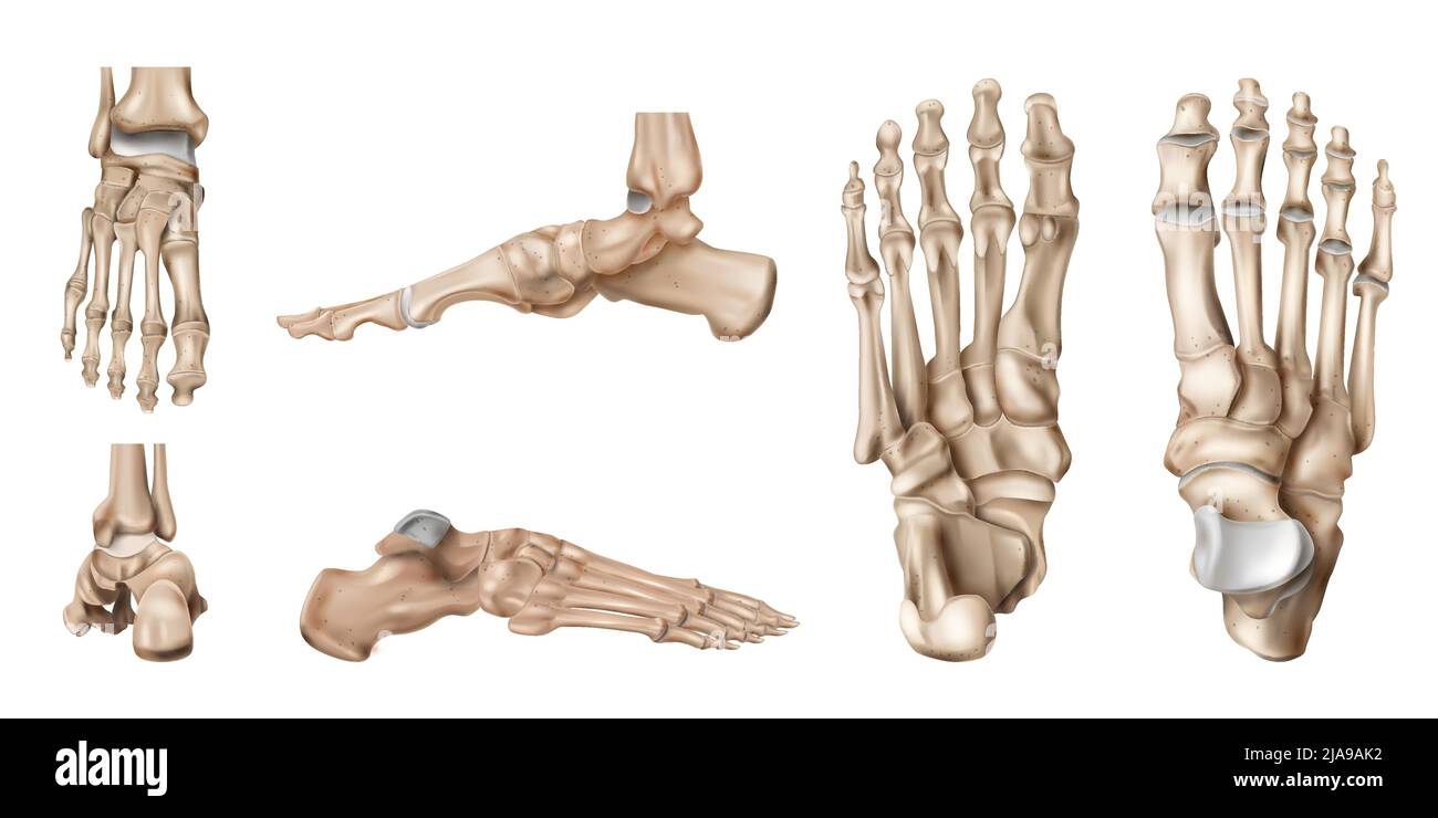 Anatomia realistica delle ossa del piede impostata con viste laterali isolate dello scheletro del piede umano su illustrazione vettoriale di sfondo vuota Illustrazione Vettoriale