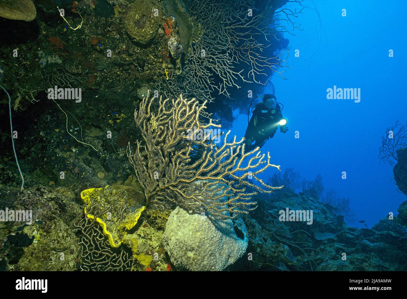 Subacqueo in una barriera corallina caraibica con gli appassionati di mare (Anthozoa), Cuba, Caraibi Foto Stock