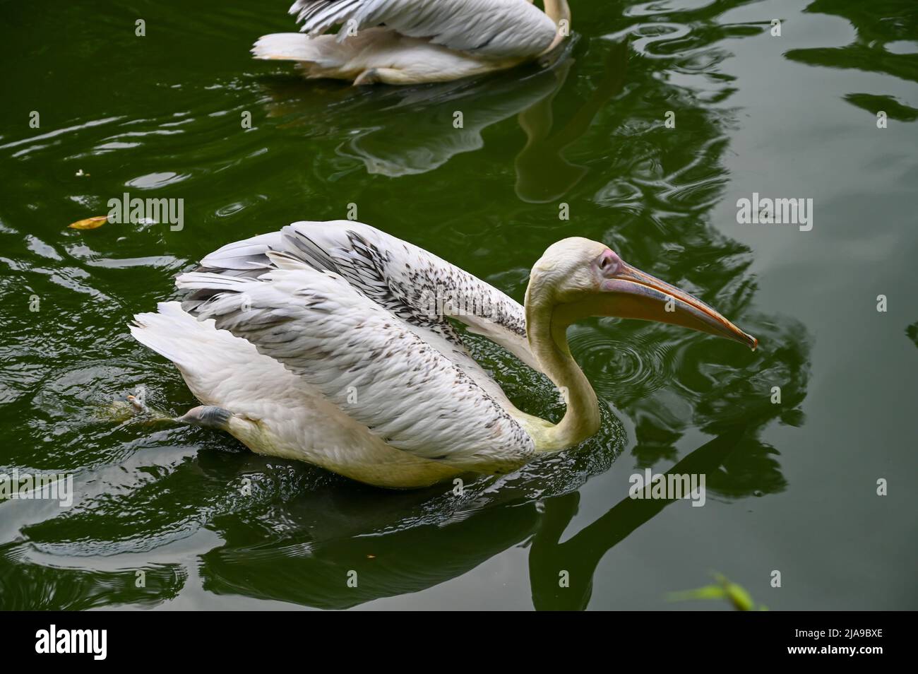 Pelican, grandi uccelli acquatici che nuotano in stagno d'acqua Foto Stock