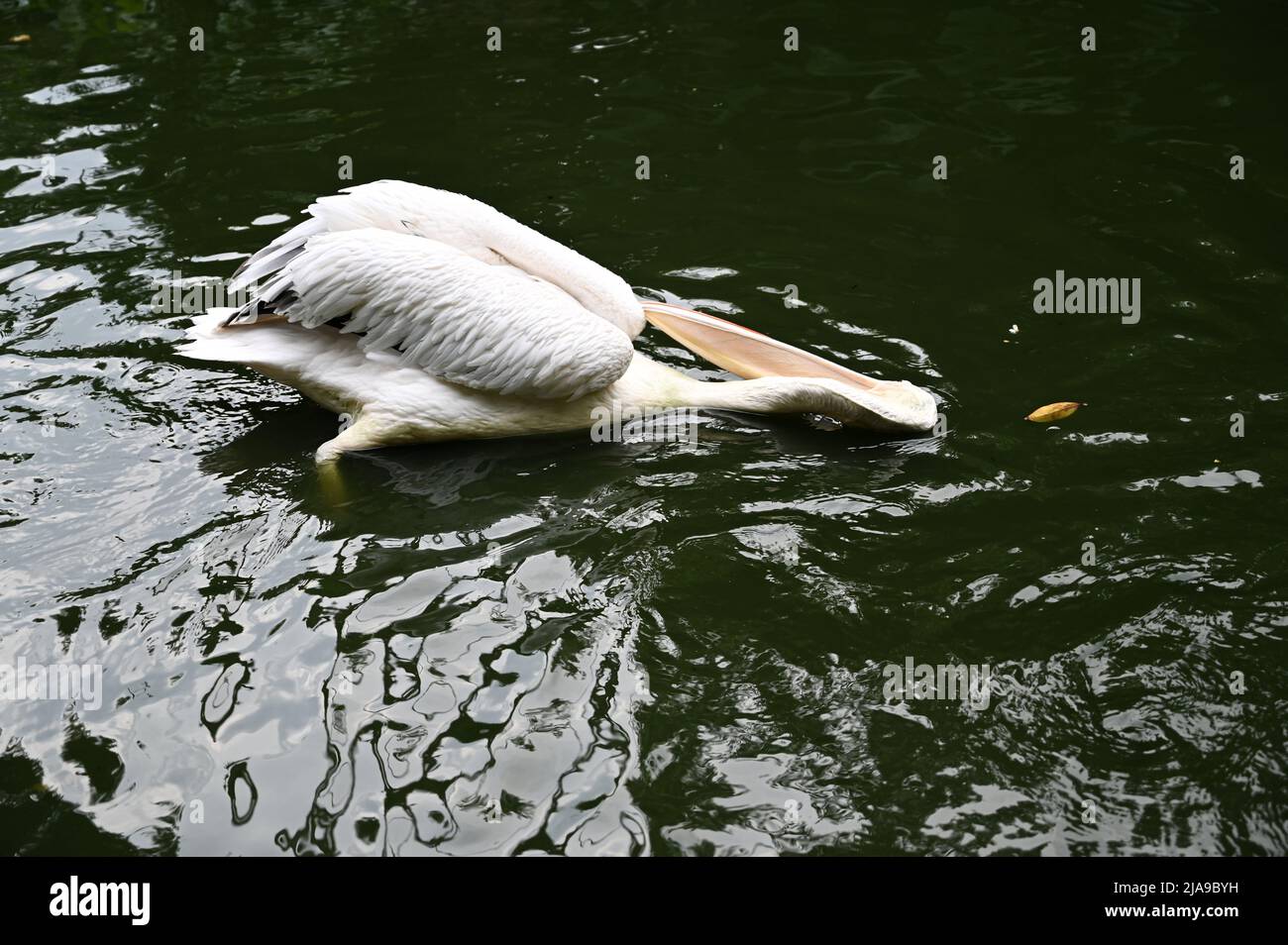 Pelican, grandi uccelli acquatici che nuotano in stagno d'acqua Foto Stock