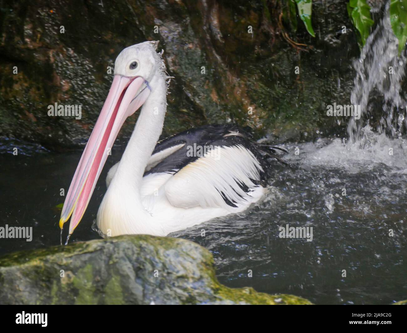 Pelican, grandi uccelli acquatici che nuotano in stagno d'acqua Foto Stock