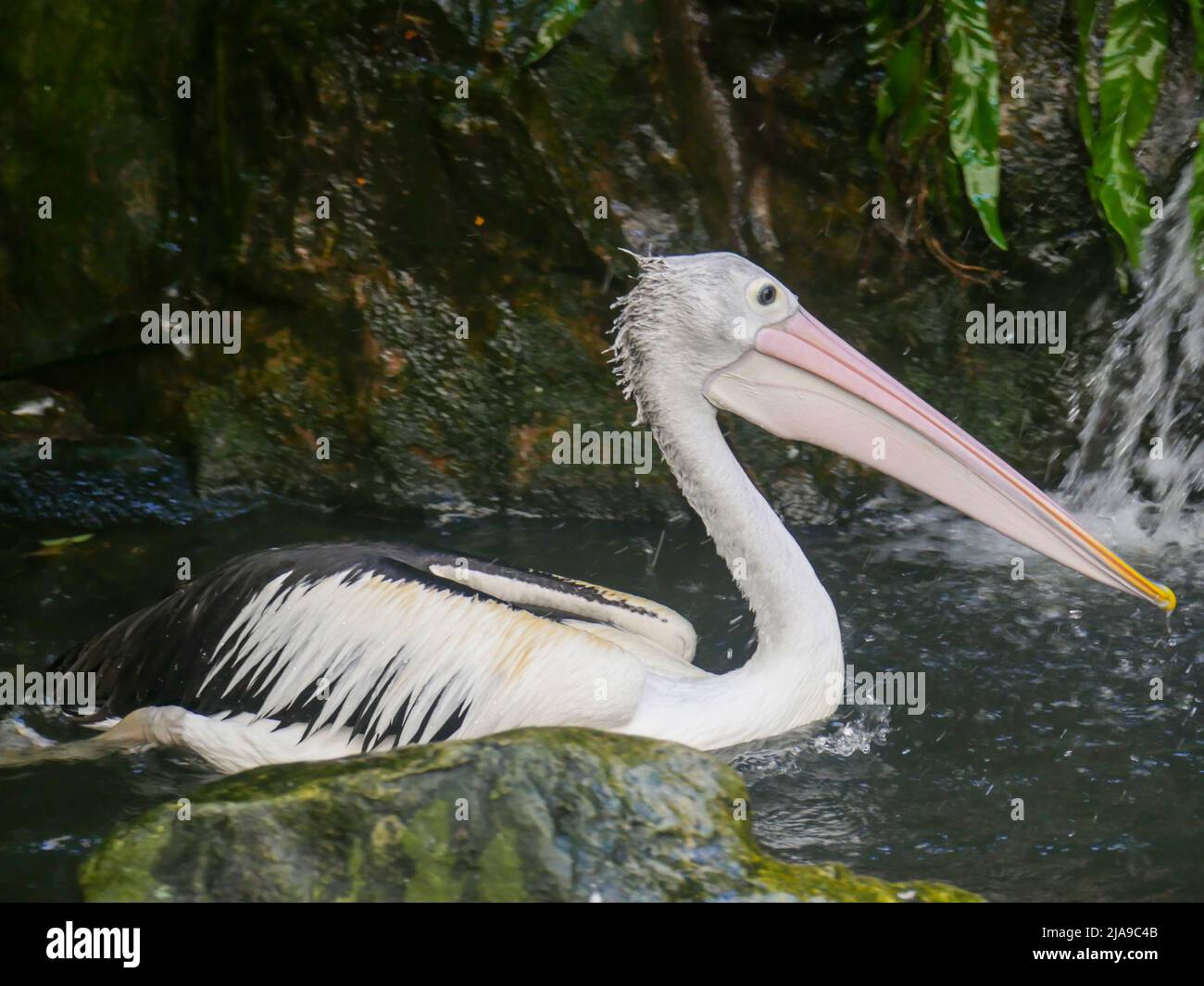Pelican, grandi uccelli acquatici che nuotano in stagno d'acqua Foto Stock