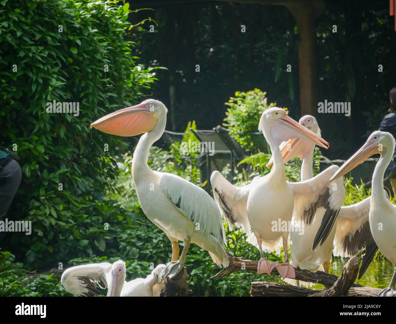 Pelican, grandi uccelli acquatici spalancano le loro ali Foto Stock