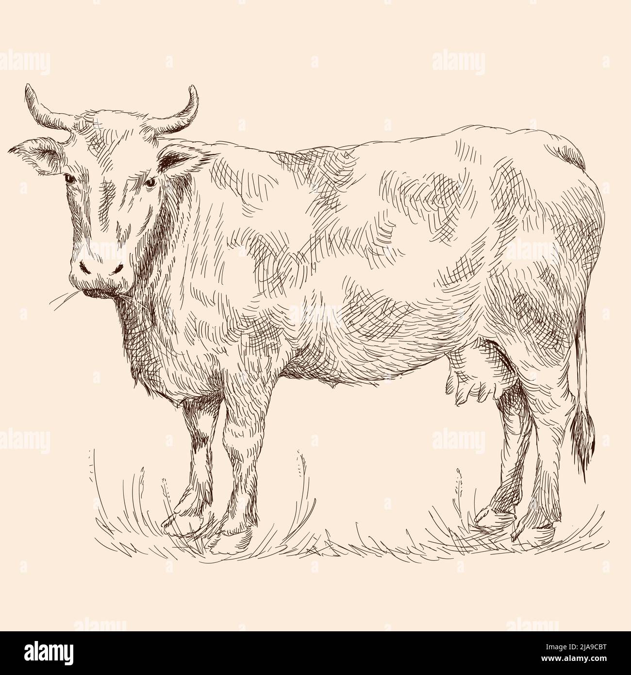Una mucca si trova sull'erba in un pascolo. Disegno a matita isolato su sfondo beige. Illustrazione Vettoriale