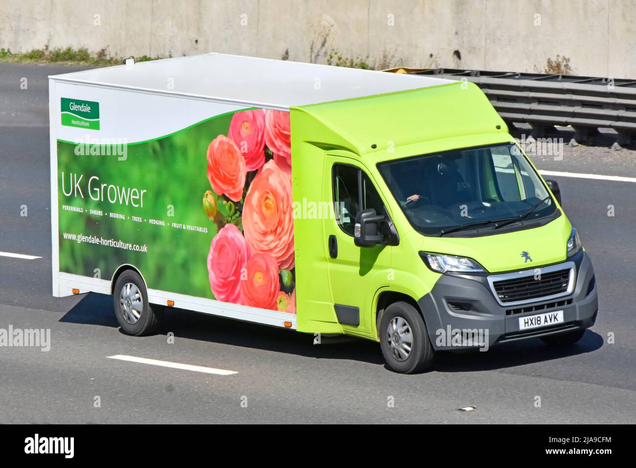 Glendale Horticulture un impianto di produzione del Regno Unito coltivatore business side & front view Peugeot consegna furgone & conducente viaggiando sulla strada autostradale inglese del Regno Unito Foto Stock