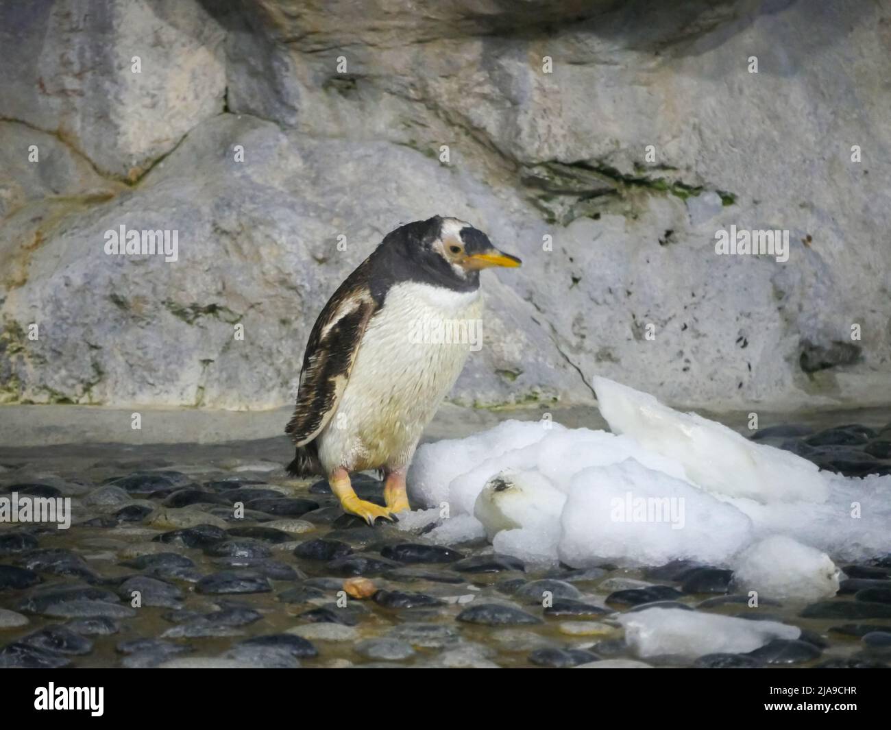 Gentoo pinguino specie rilassante vicino mucchio di ghiaccio Foto Stock