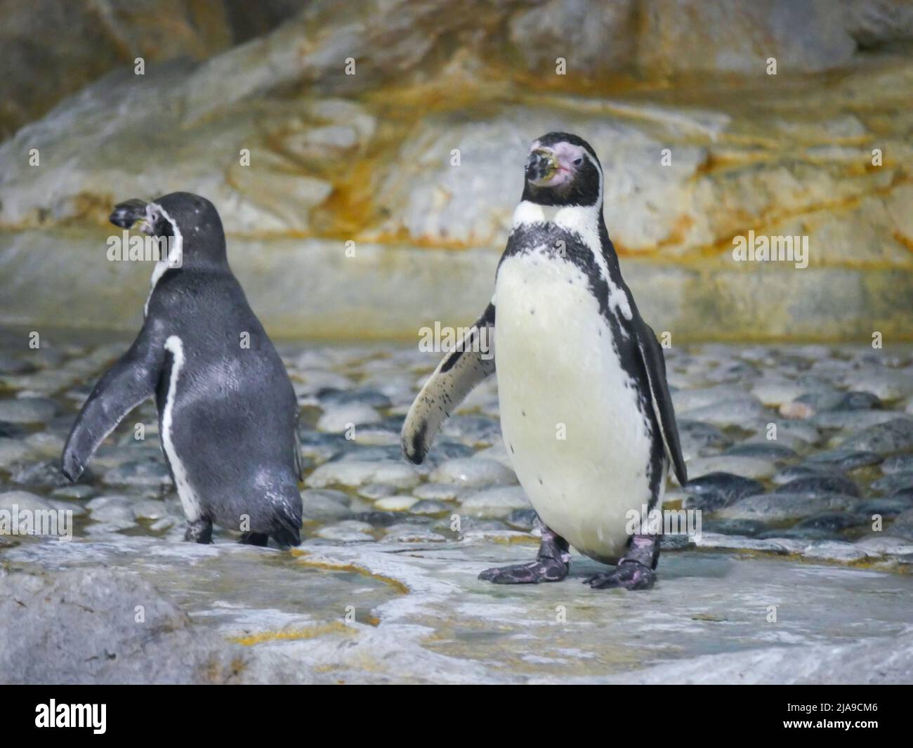Il pinguino Humboldt (Spheniscus humboldti) è un pinguino di medie dimensioni e più vicino al pinguino africano che si aggirano sulle rocce di montagna Foto Stock