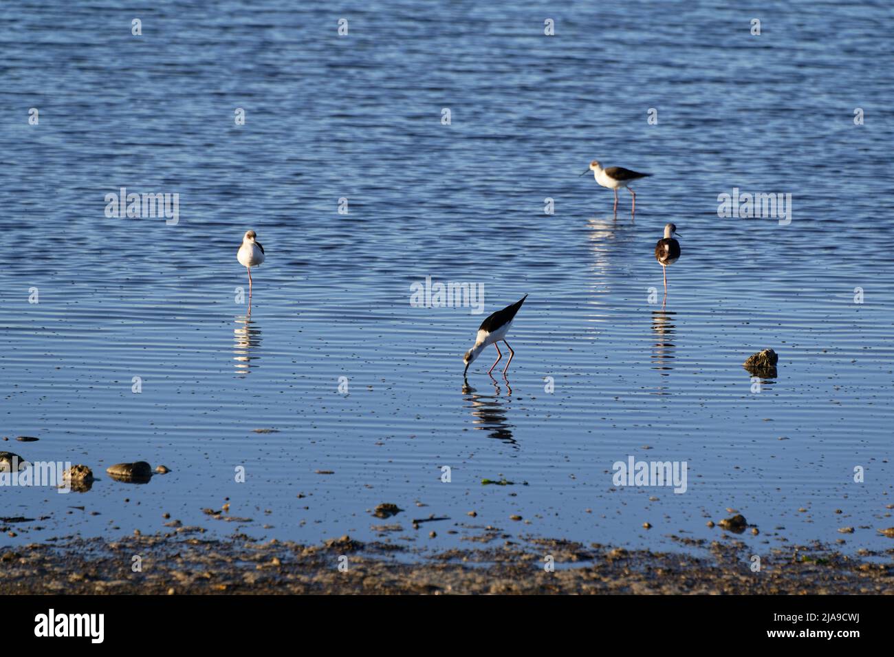 Le palafitte dei pied giovani, i waders, sono nelle baracche costiere Foto Stock