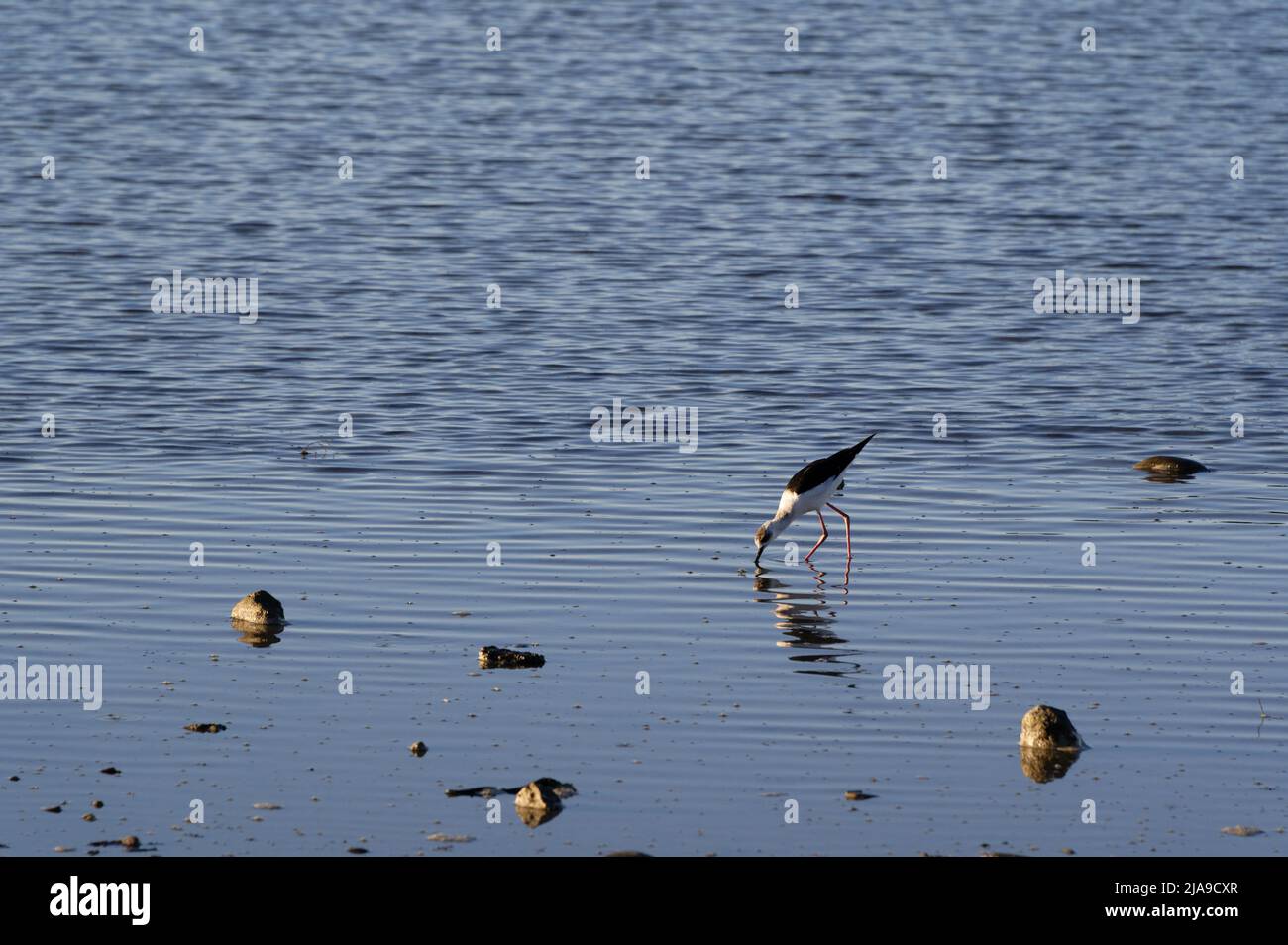 Un giovane pied stilt è alla ricerca di cibo Foto Stock