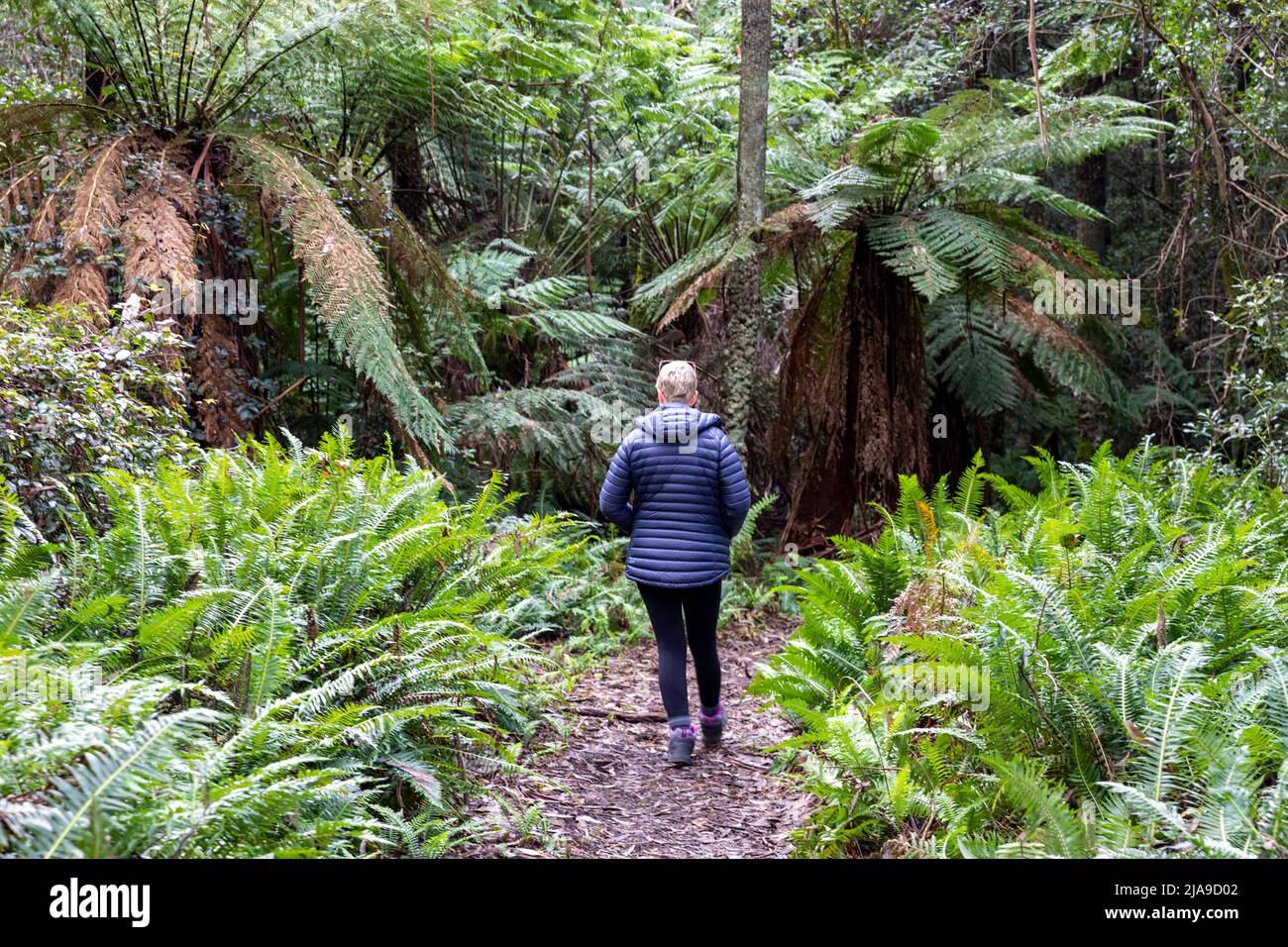 Modello donna rilasciato in giacca calda cammina attraverso la Cattedrale delle felci a Mt Wilson nelle montagne blu New South Wales, Australia Foto Stock