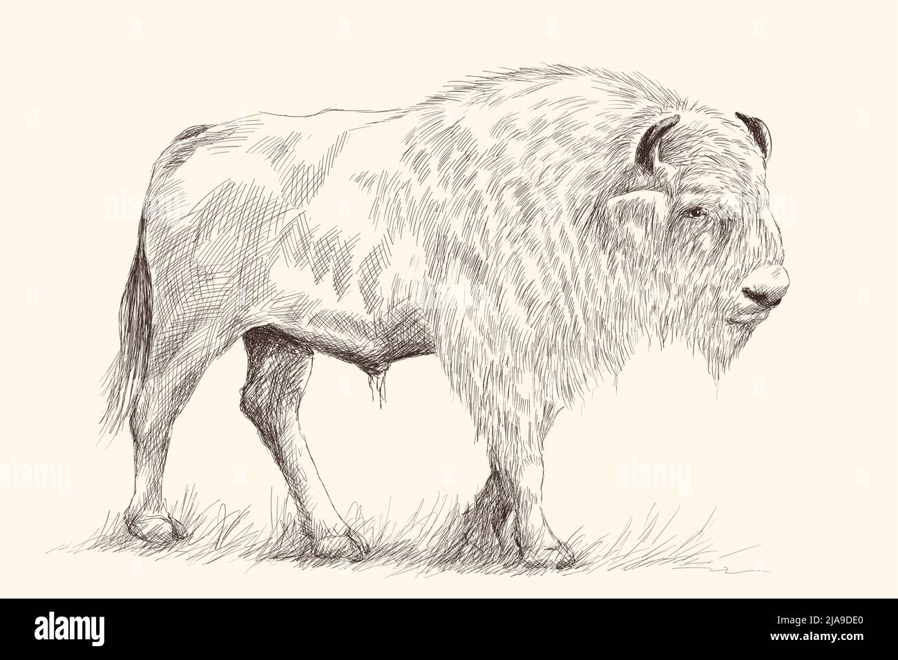 Un grande vecchio bisonte si erge sui piedi nell'erba. Disegno a mano a matita su sfondo beige. Illustrazione Vettoriale