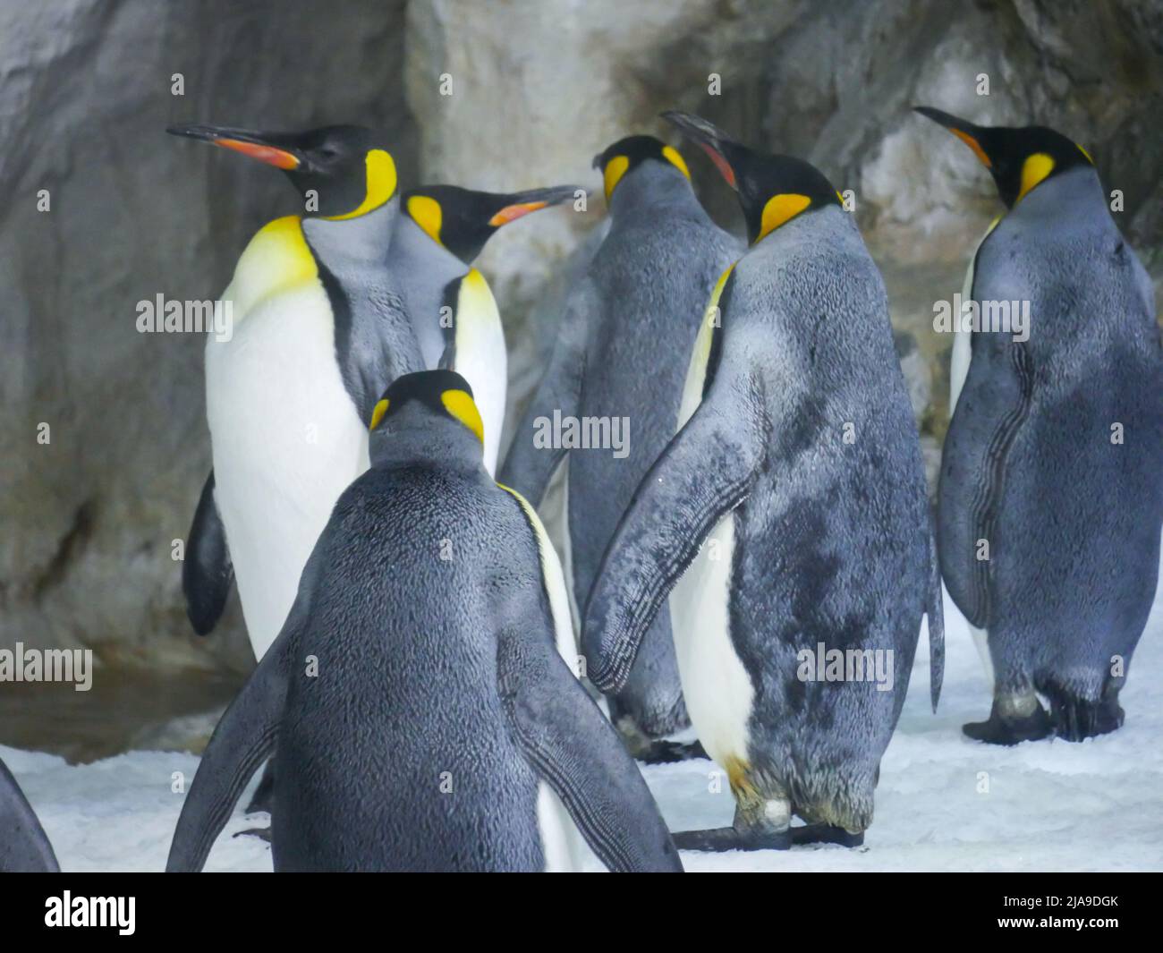 Il pinguino re (Appenodytes patagonicus) è la seconda specie più grande di pinguini che vagano nelle rocce di montagna Foto Stock