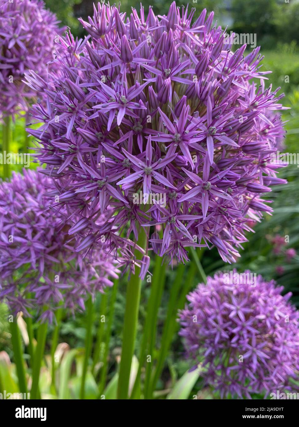 Sferiche Allium Viola sensazione è sbiadito - ancora molto decorativo fiore nel giardino estivo Foto Stock