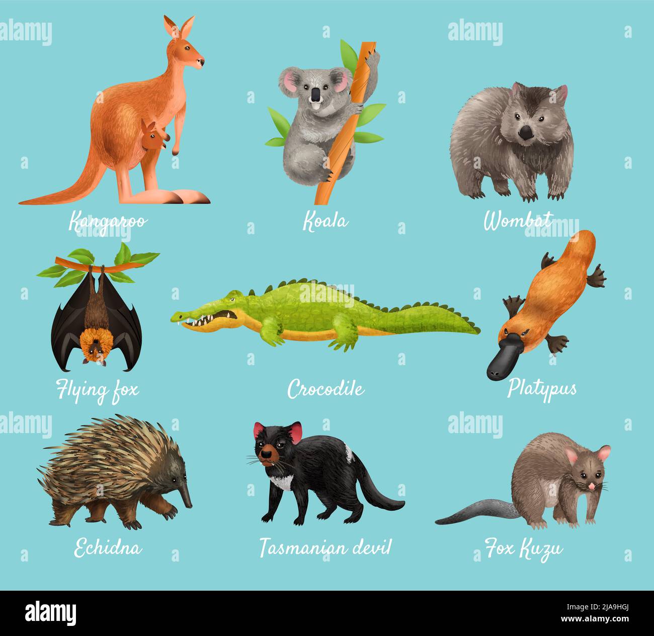 Animali australiani design concetto con canguro koala wombat volare volata volpe coccodrillo platypus echidna tasmanian diavolo volpe kuzu descrizioni Illustrazione Vettoriale