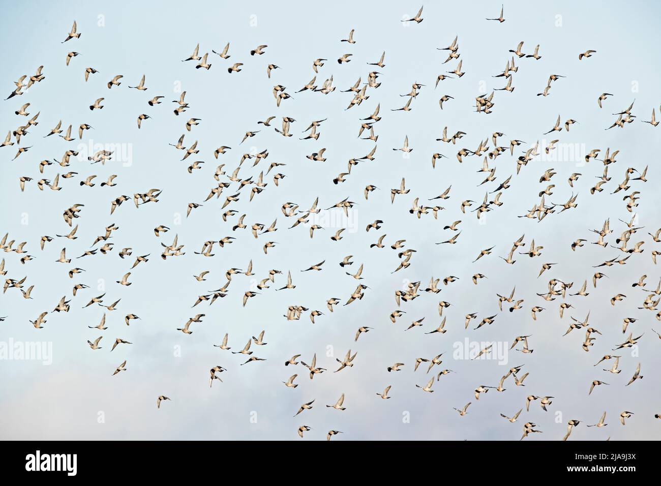 Grande caduta migrazione di centinaia di bosco comune (Columba Palumbus). Foto Stock