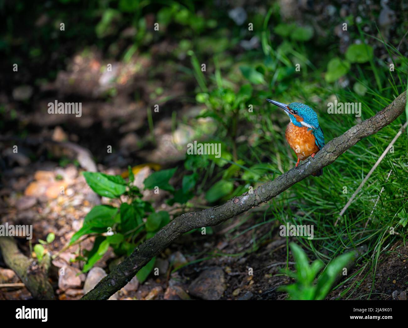 Maschio Kingfisher Alcedo atthis arroccato su un ramo sul lato di un fiume nel Norfolk del Nord, Regno Unito Foto Stock