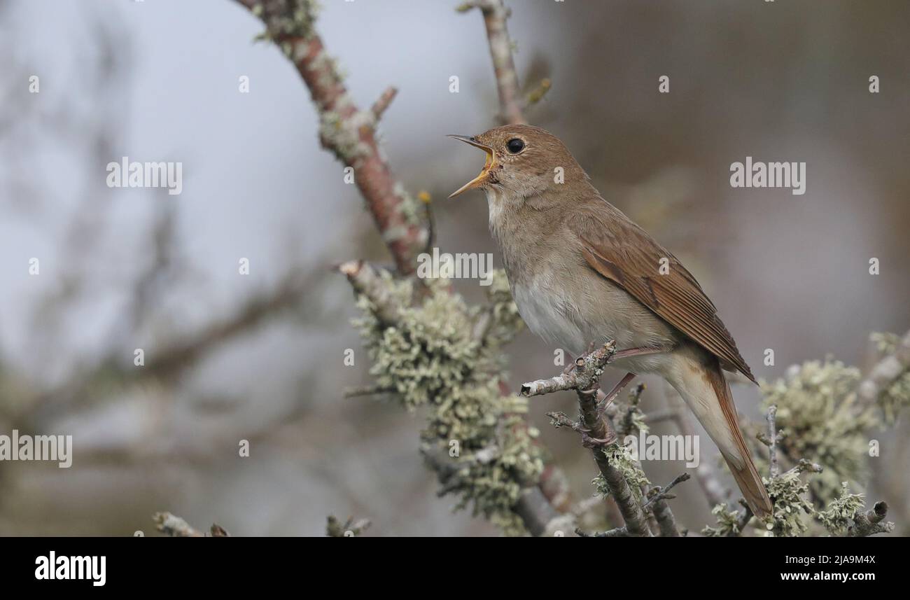 Thrush Nightingale, cantando da un ramoscello Foto Stock