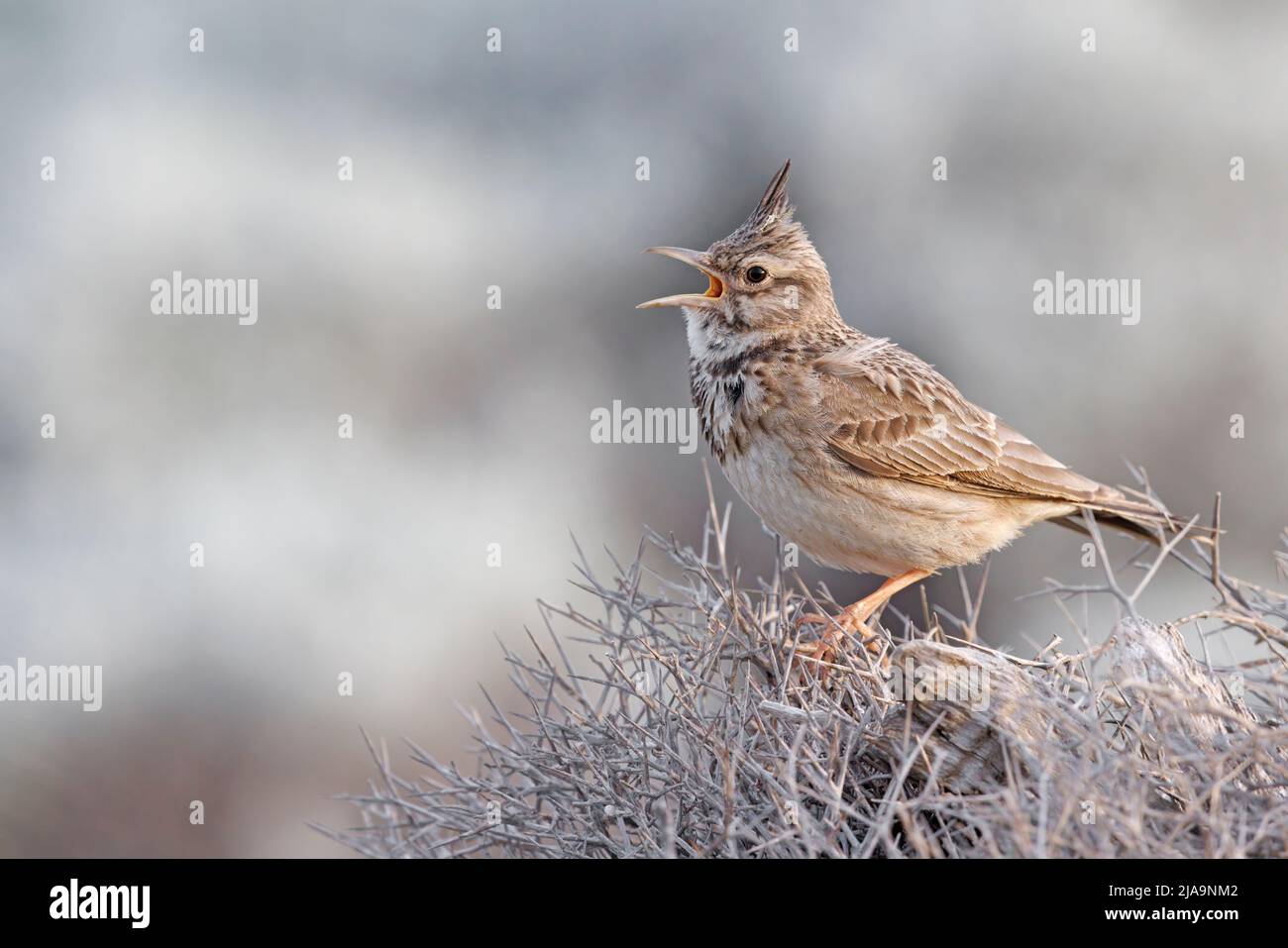 Crested lark, Kalloni saltpans, Lesbo Grecia, maggio 2022 Foto Stock