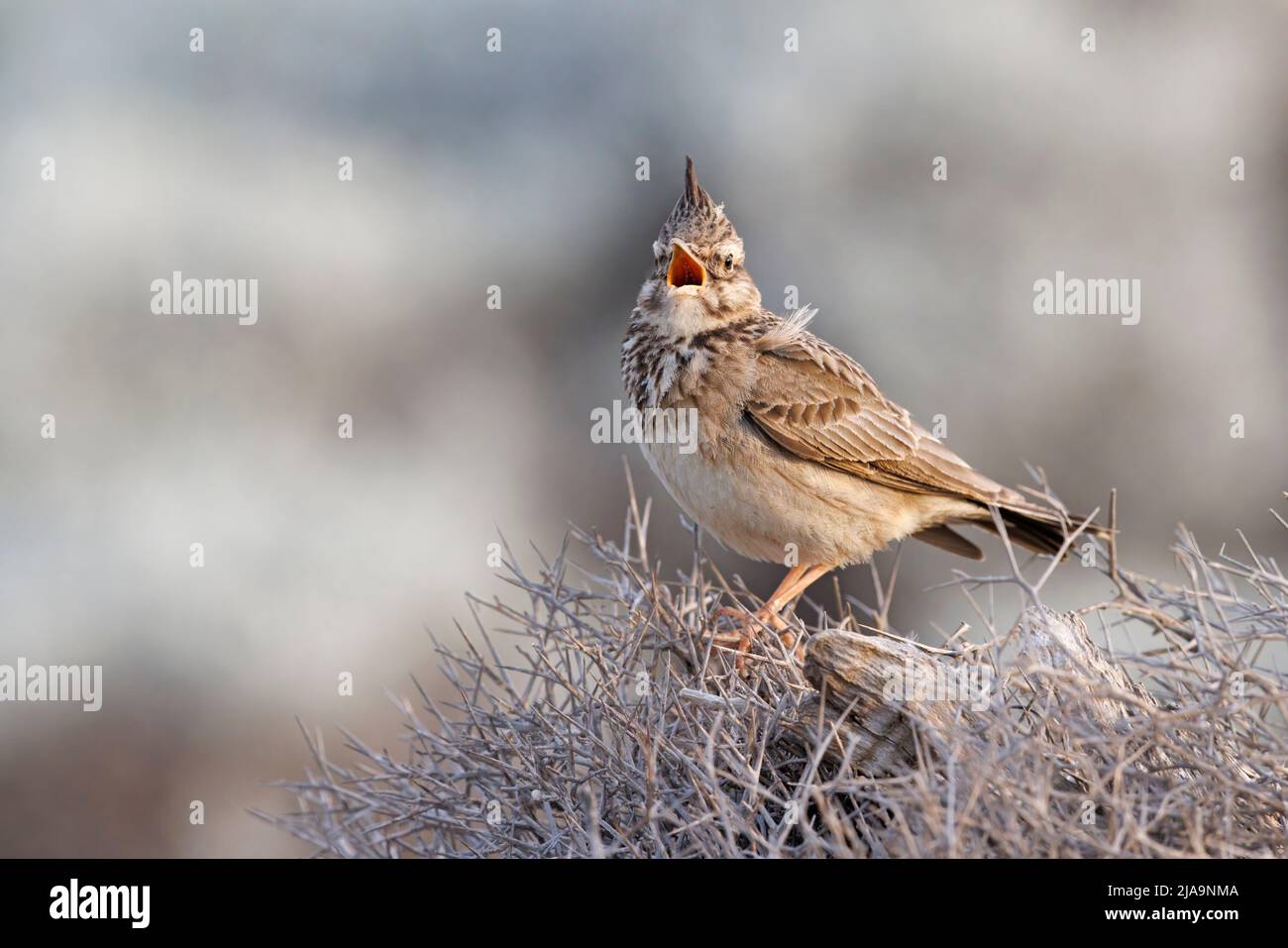 Crested lark, Kalloni saltpans, Lesbo Grecia, maggio 2022 Foto Stock