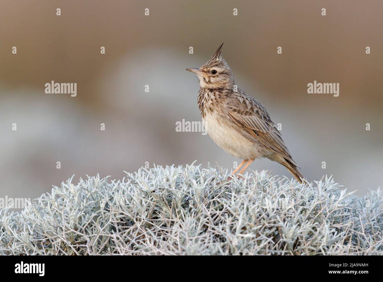 Crested lark, Kalloni saltpans, Lesbo Grecia, maggio 2022 Foto Stock