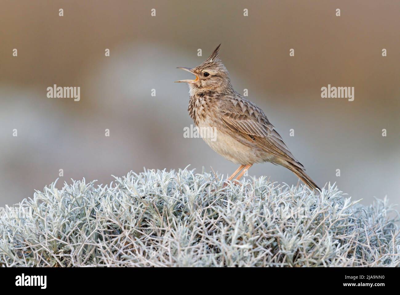 Crested lark, Kalloni saltpans, Lesbo Grecia, maggio 2022 Foto Stock