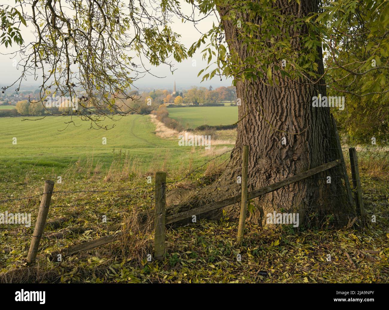 Albero di cenere in autunno con la chiesa di Mickleton sullo sfondo, Cotswolds, Gloucestershire, Inghilterra. Foto Stock