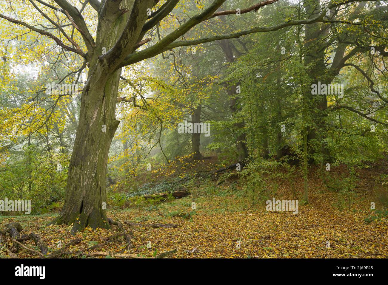 Cotswold bosco in autunno con nebbia, Inghilterra. Foto Stock
