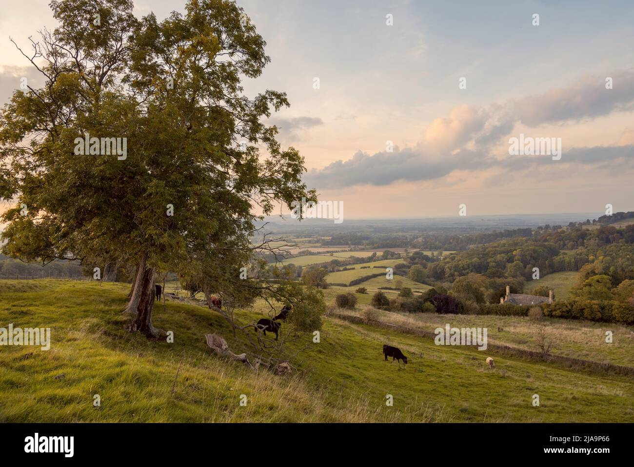 Campagna a Lower Coscombe, Cotswolds, Gloucestershire, Inghilterra. Foto Stock