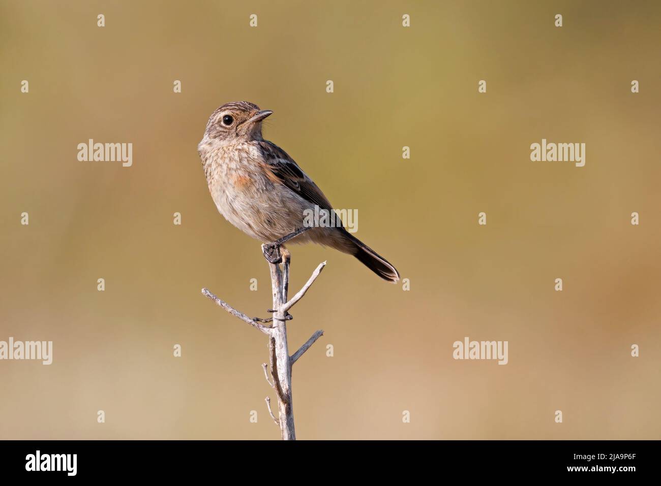 Stonechat europea Foto Stock