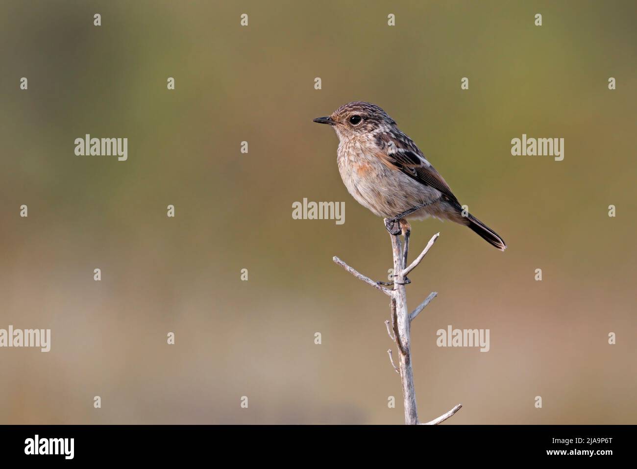 Stonechat europea Foto Stock