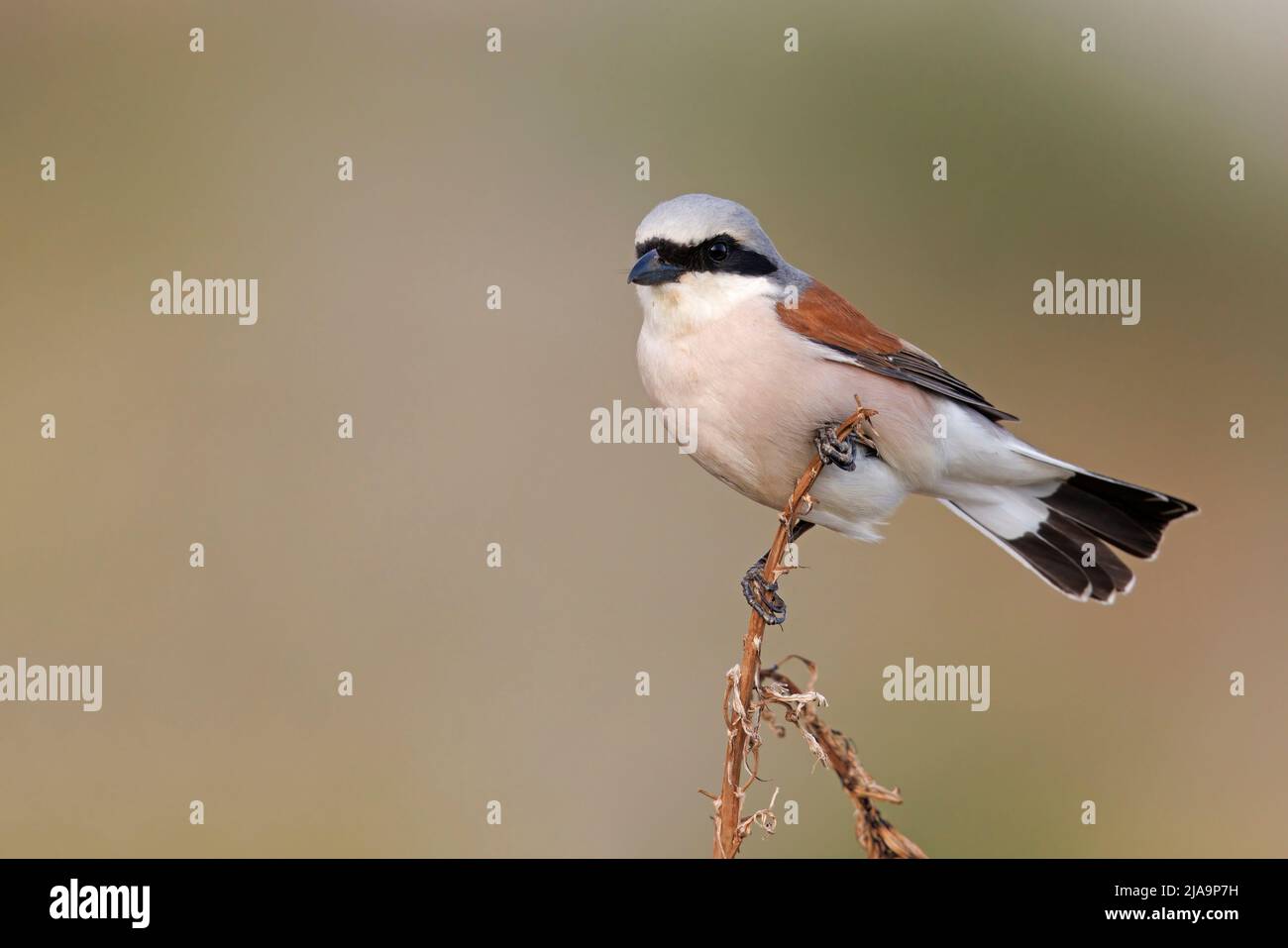 Shrike, valle di Meladia, Lesbo, Grecia, maggio 2022 Foto Stock