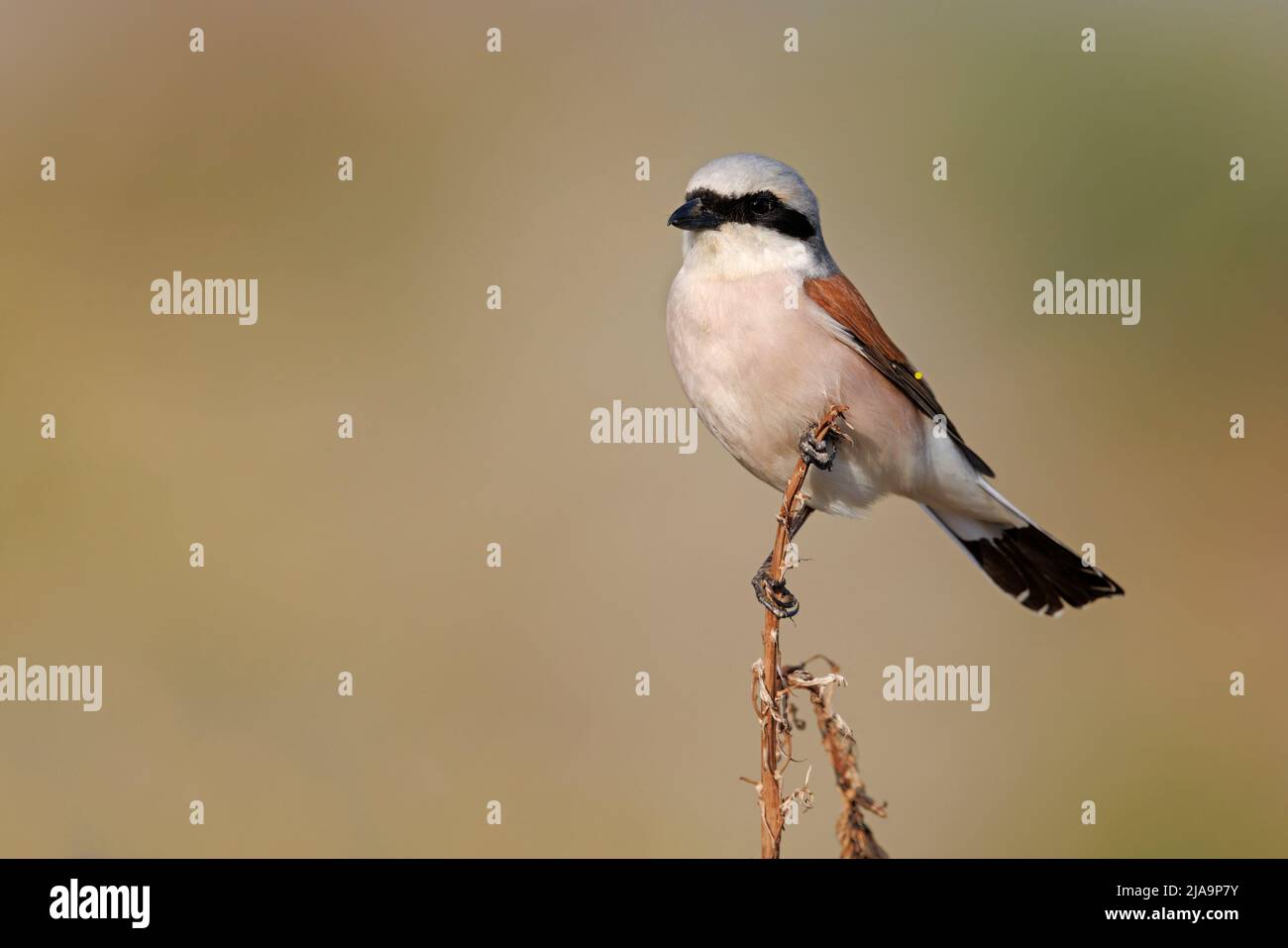 Shrike, valle di Meladia, Lesbo, Grecia, maggio 2022 Foto Stock