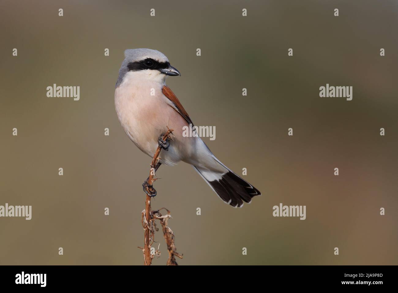 Shrike, valle di Meladia, Lesbo, Grecia, maggio 2022 Foto Stock