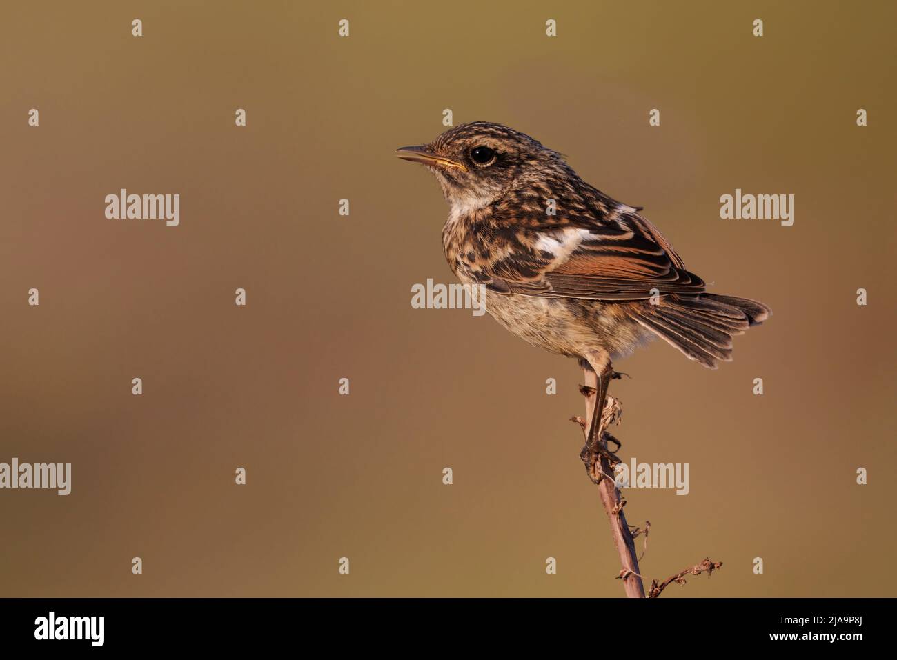 Stonechat europea Foto Stock