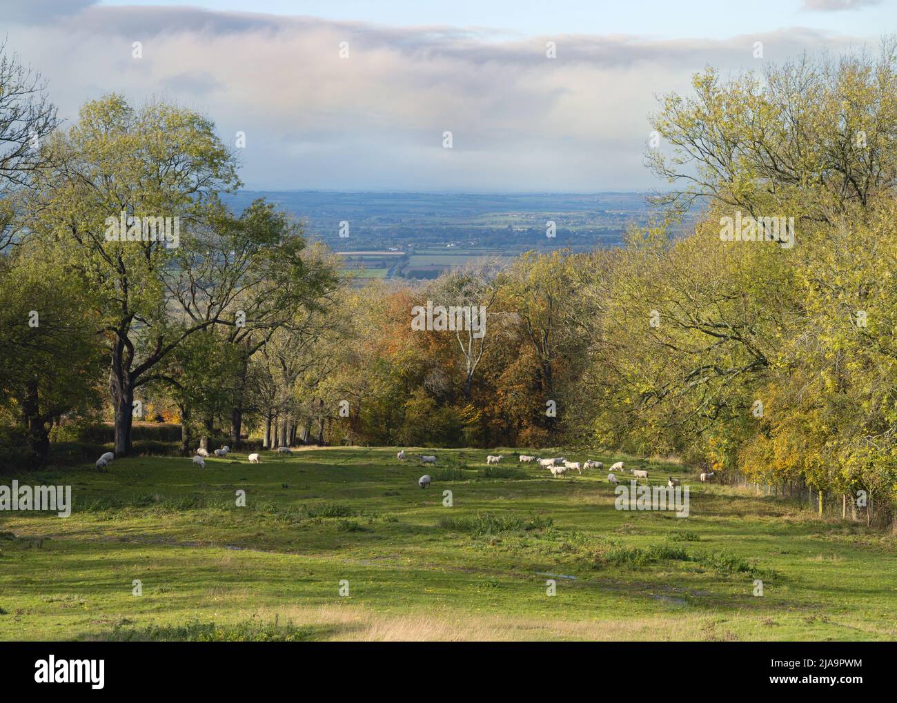 Sheep a dover's Hill vicino a Chipping Campden, Cotswolds, Gloucestershire, Inghilterra. Foto Stock