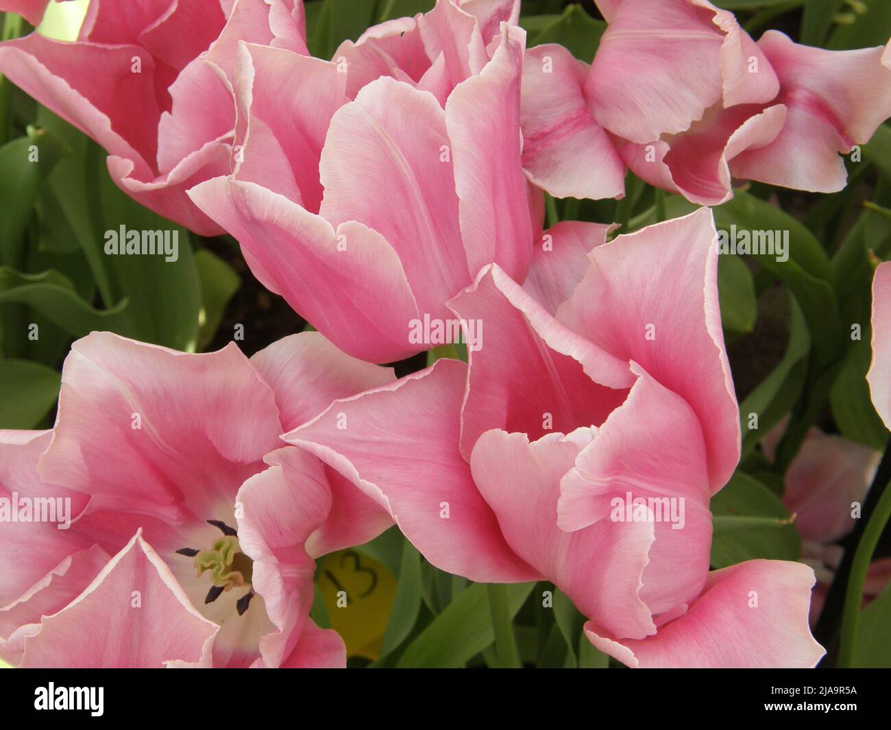 Rosa singolo tulipani tardivi (Tulipa) Monte Vernon fiorisce in un giardino nel mese di aprile Foto Stock