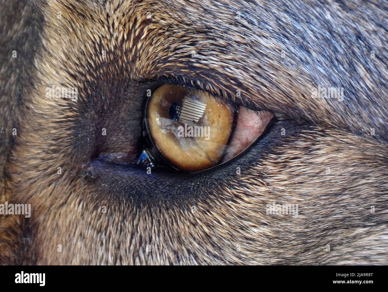 Estremo primo piano dell'occhio sinistro di un cane randagio. Foto Stock