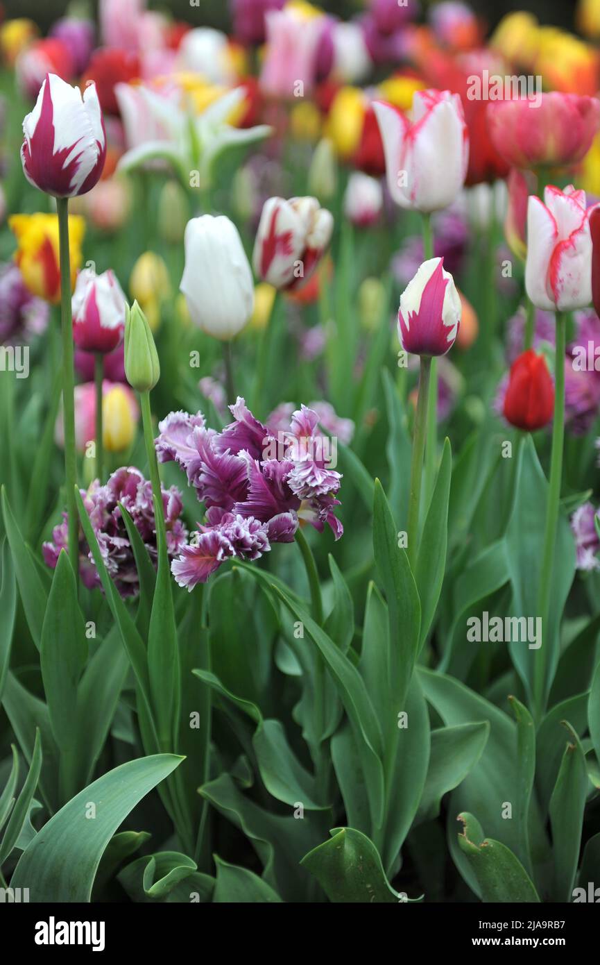Viola-rosa con bordo bianco tulipani (Tulipa) misterioso Parrot fiorire con altri tulipani in un giardino nel mese di aprile Foto Stock
