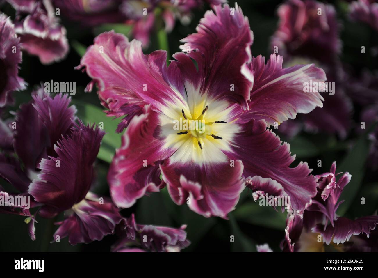 Viola-rosa con bordo bianco tulipani (Tulipa) misterioso Parrot fiorire in un giardino nel mese di aprile Foto Stock