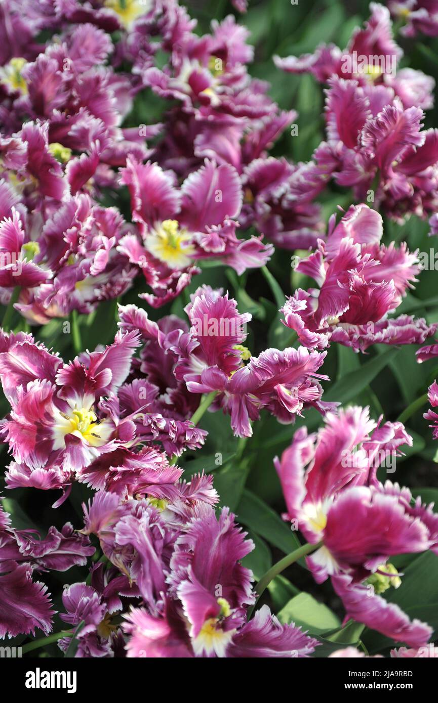 Viola-rosa con bordo bianco tulipani (Tulipa) misterioso Parrot fiorire in un giardino nel mese di aprile Foto Stock