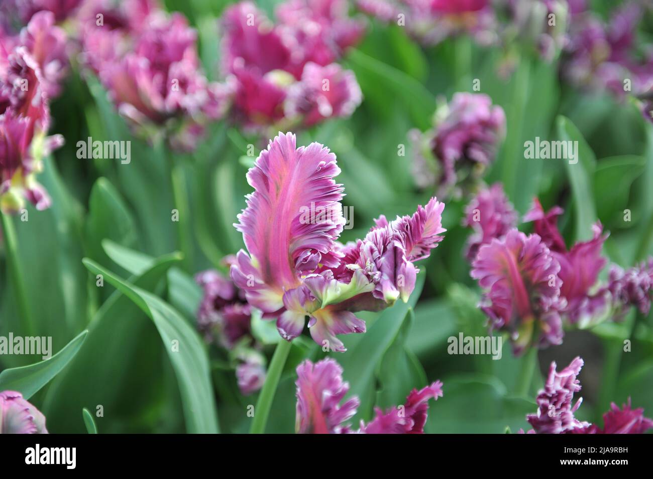 Viola-rosa con bordo bianco tulipani (Tulipa) misterioso Parrot fiorire in un giardino nel mese di marzo Foto Stock