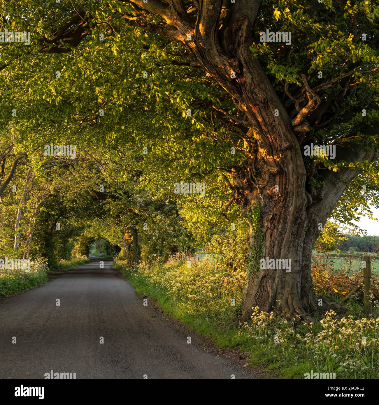 Warwickshire Country Lane in primavera con faggio, Inghilterra. Foto Stock