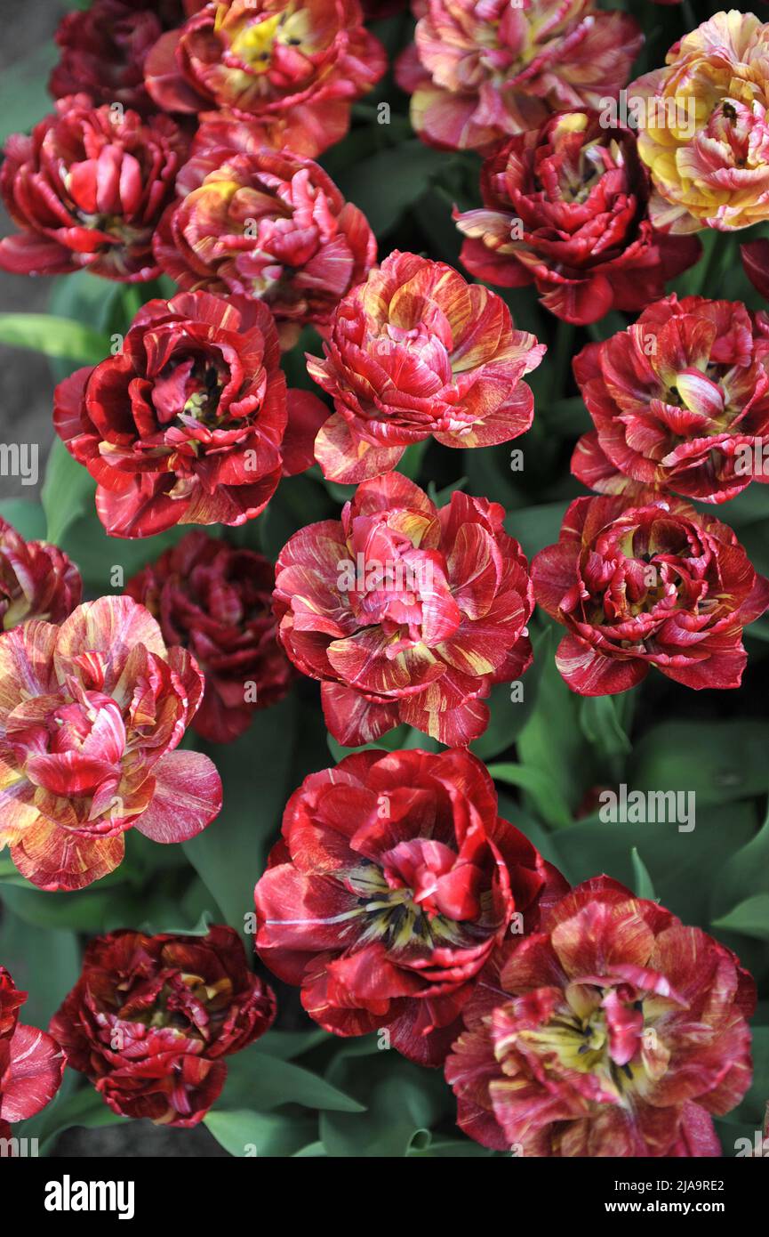 Tulipani doppi a fiore rosso scuro (Tulipa) Nachtwacht fiorire in un giardino nel mese di aprile Foto Stock