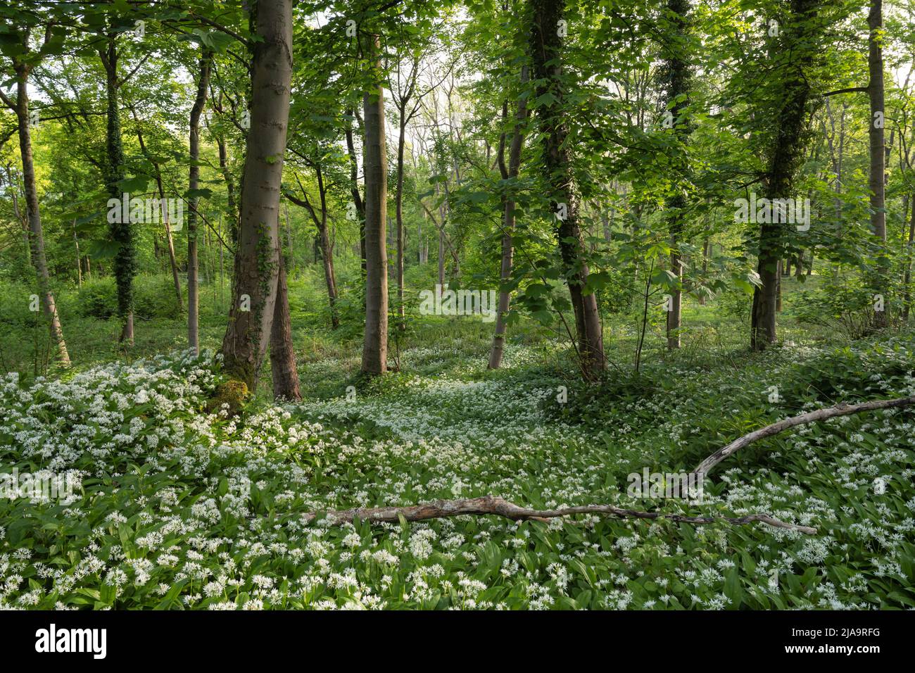 Aglio selvatico o Ramsons (Allium ursinum) che crescono in un bosco del Cotswold del Nord, Inghilterra. Foto Stock