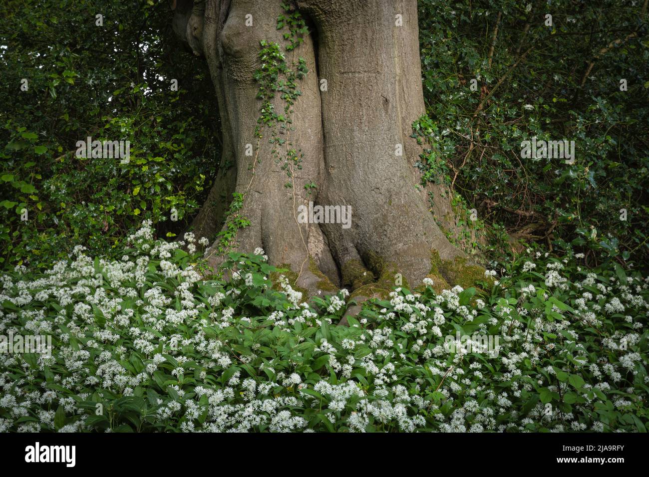 Aglio selvatico o Ramsons (Allium ursinum) che crescono in un bosco del Cotswold del Nord, Inghilterra. Foto Stock