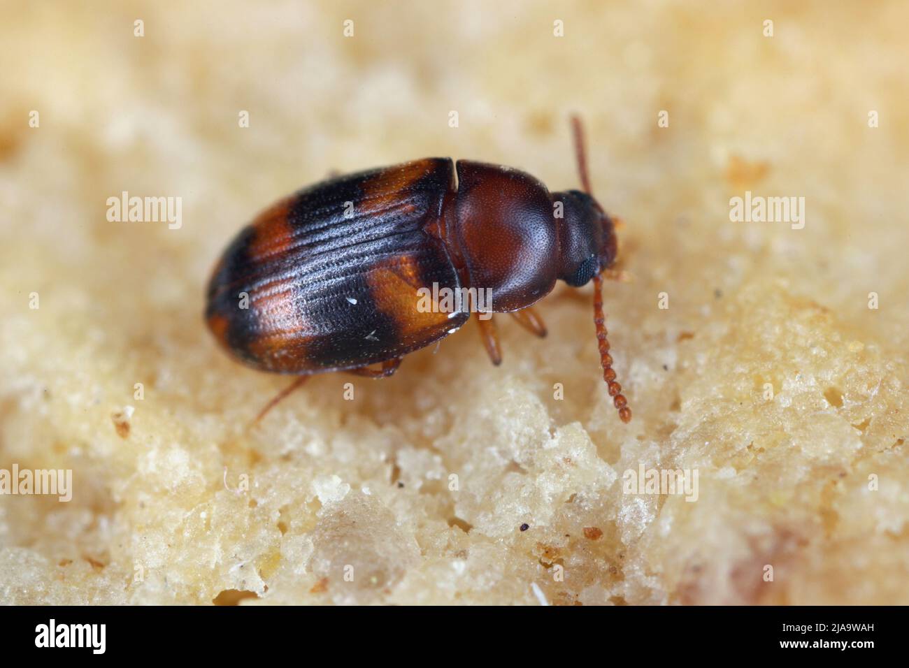Pest di stoccaggio Alphitophagus bifasciatus Foto Stock