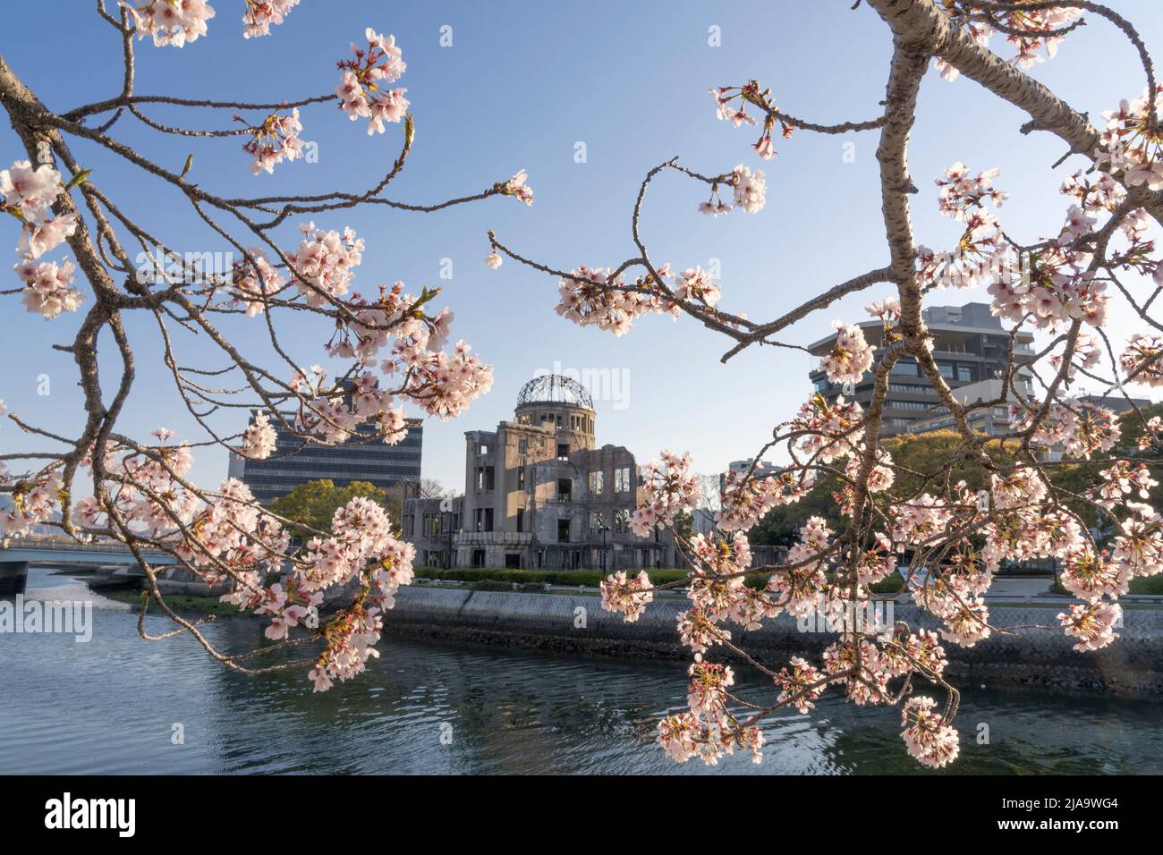Fiume Motoyasu-gawa, fiore di ciliegi, e il Rest House of Peace Memorial Park, Hiroshima City, Honshu occidentale, Giappone Foto Stock